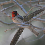 Red-faced Warbler