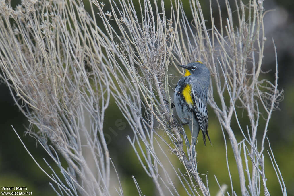 Audubon's Warbler male adult, pigmentation