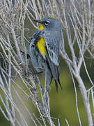 Audubon's Warbler