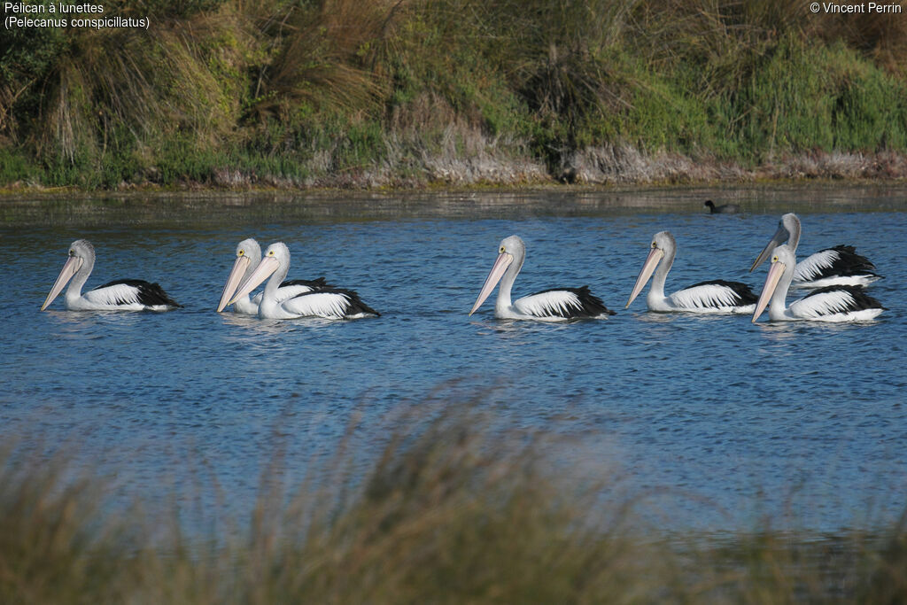 Australian Pelican