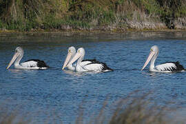 Australian Pelican