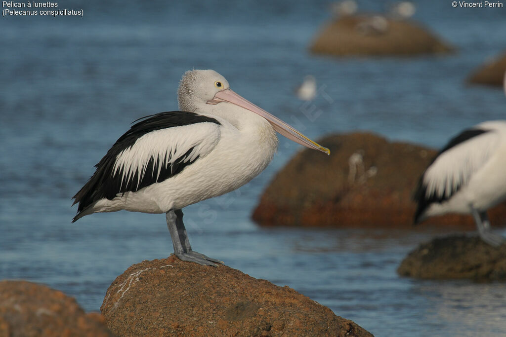 Pélican à lunettesadulte