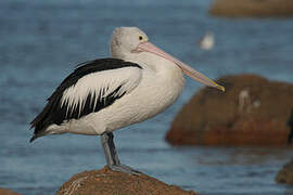 Australian Pelican