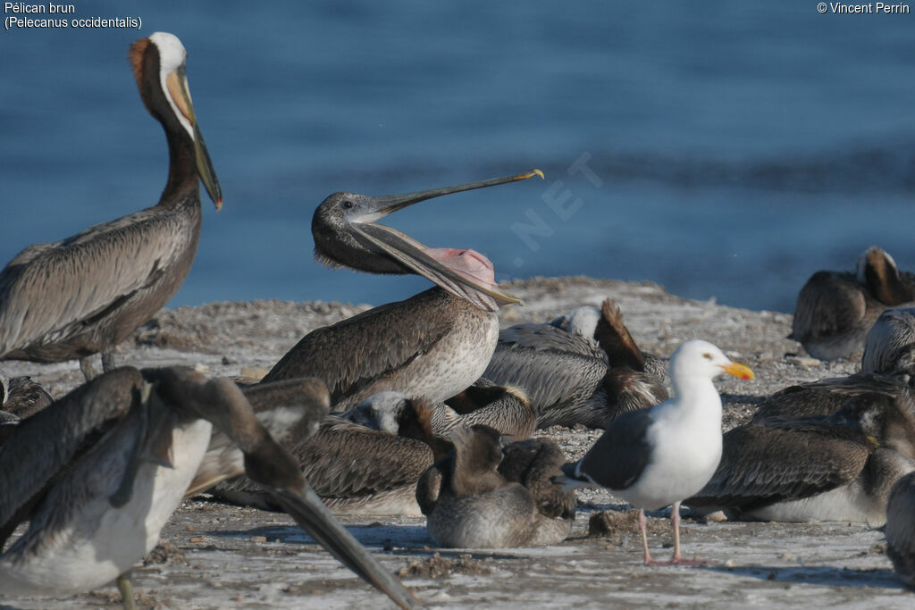 Brown Pelican