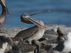 Brown Pelican