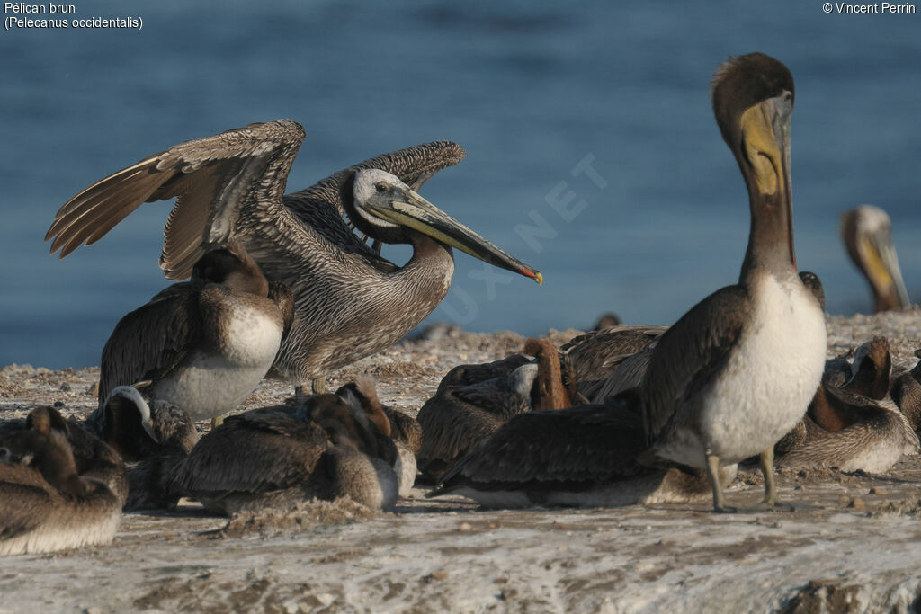 Brown Pelican