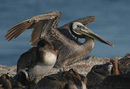 Brown Pelican