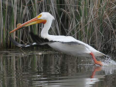 American White Pelican