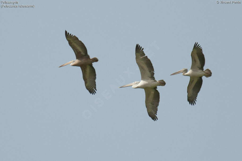 Pink-backed Pelican