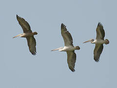 Pink-backed Pelican