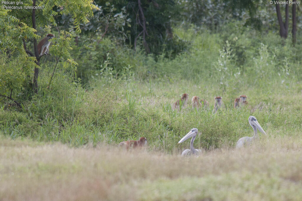 Pélican gris