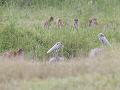 Pink-backed Pelican