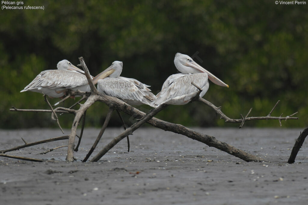 Pélican gris