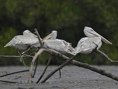 Pink-backed Pelican