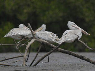 Pélican gris