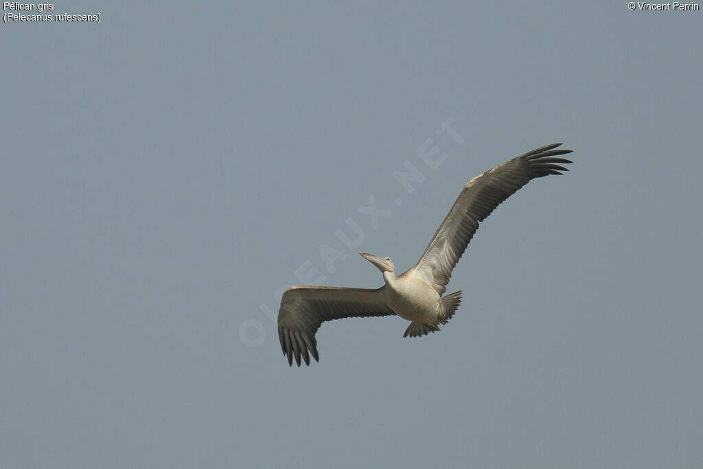 Pink-backed Pelican, Flight