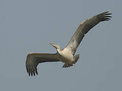 Pink-backed Pelican