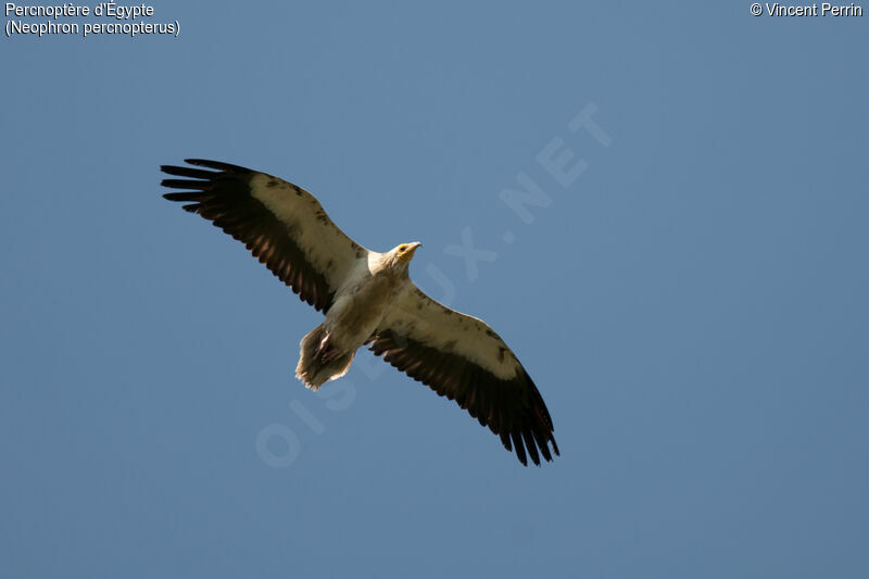 Egyptian VultureFourth year, Flight