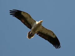 Egyptian Vulture