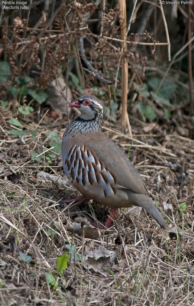 Red-legged Partridge