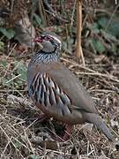 Red-legged Partridge