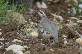 Red-legged Partridge