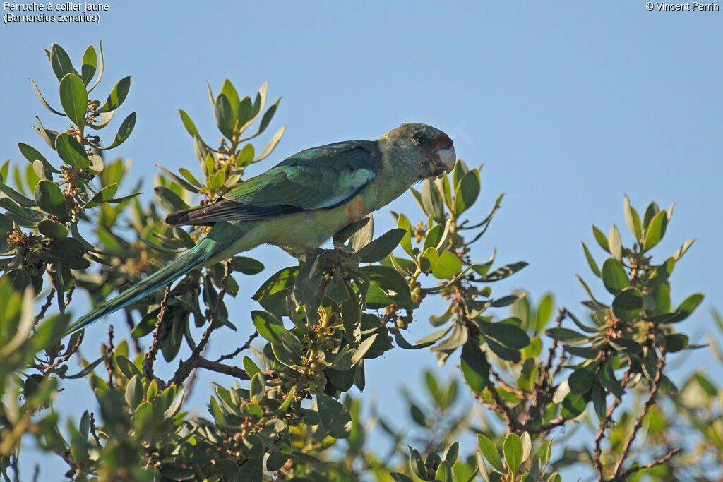 Australian Ringneck