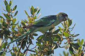 Australian Ringneck