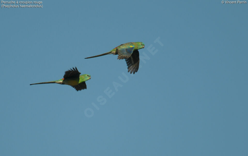 Red-rumped Parrot