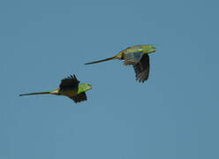 Red-rumped Parrot