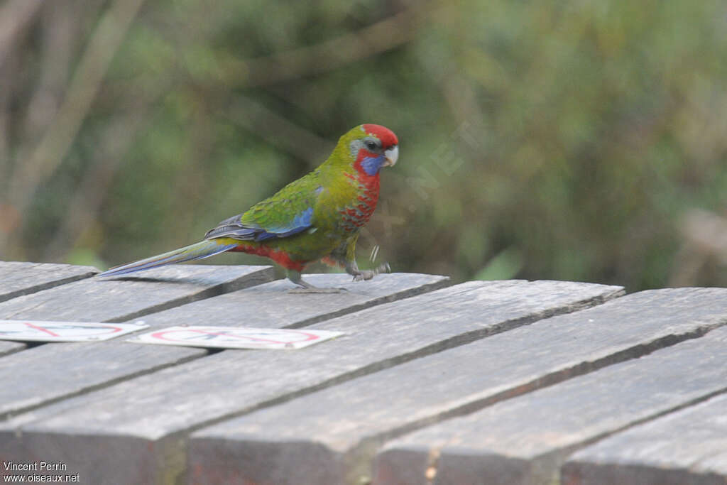 Perruche de Pennant1ère année, identification