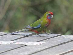 Crimson Rosella