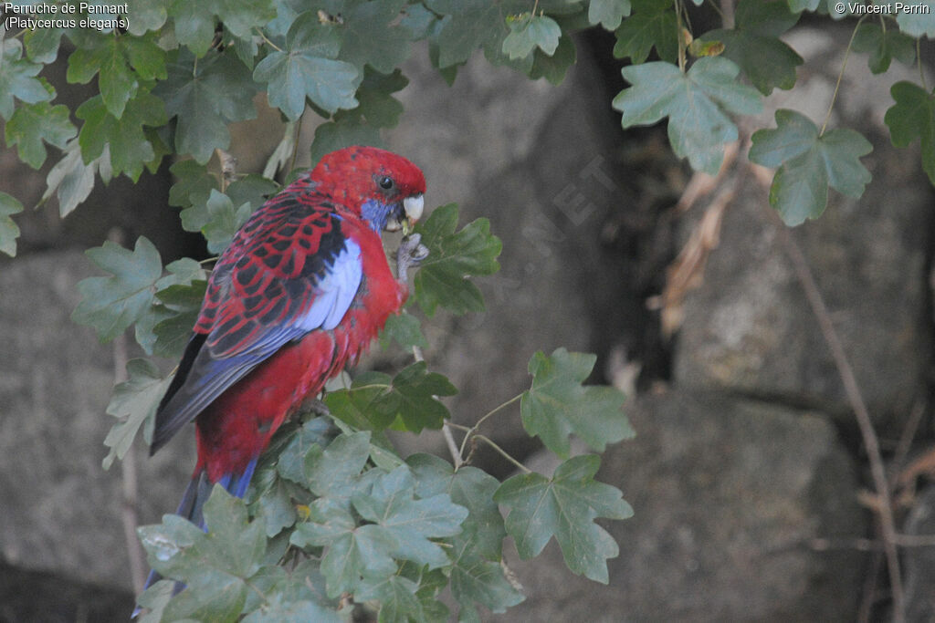 Crimson Rosellaadult