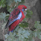 Perruche de Pennant