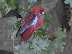 Crimson Rosella