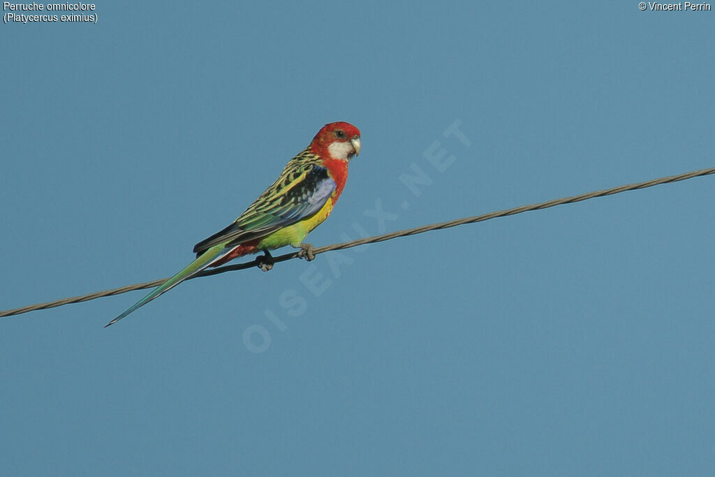 Eastern Rosella