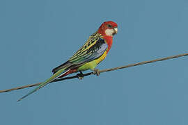 Eastern Rosella