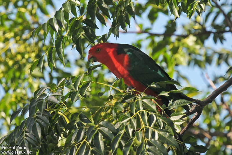 Australian King Parrot male adult, habitat, feeding habits
