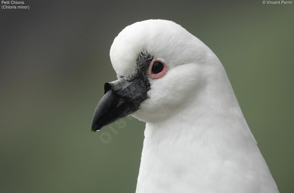 Black-faced Sheathbill