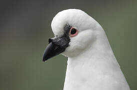 Black-faced Sheathbill