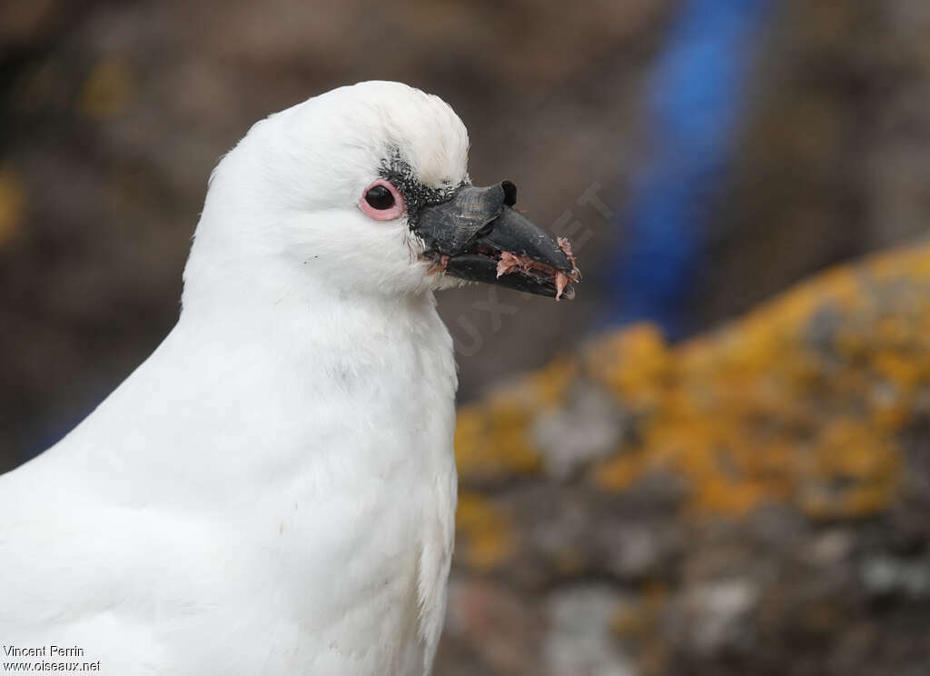 Black-faced Sheathbilladult, eats