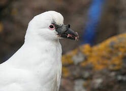 Black-faced Sheathbill