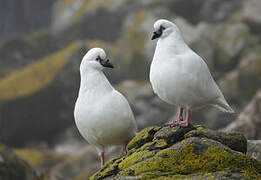 Black-faced Sheathbill