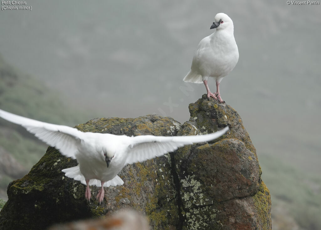 Black-faced Sheathbill