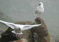 Black-faced Sheathbill