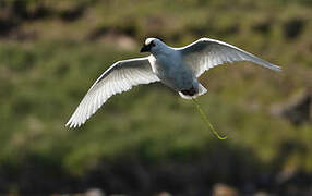 Black-faced Sheathbill