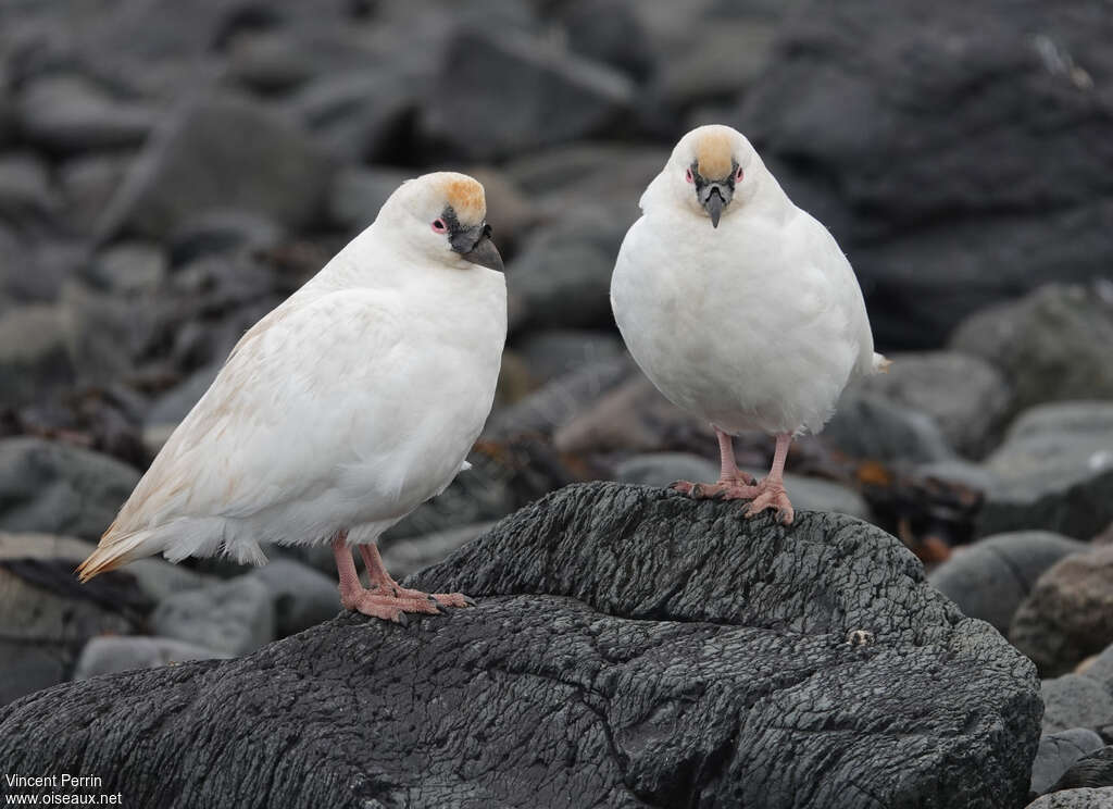 Black-faced Sheathbill, habitat, pigmentation