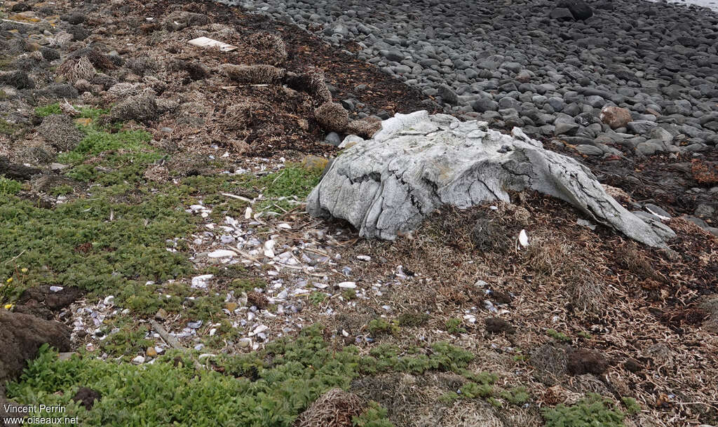 Black-faced Sheathbilladult, habitat, Reproduction-nesting