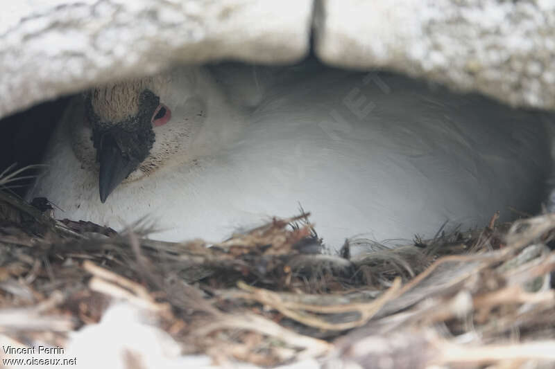 Black-faced Sheathbilladult, Reproduction-nesting