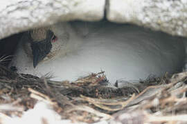 Black-faced Sheathbill